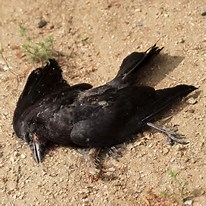 Crow