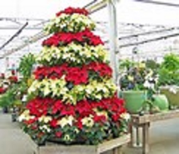 poinsettia2
