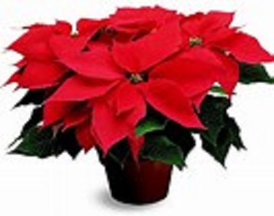 poinsettia3