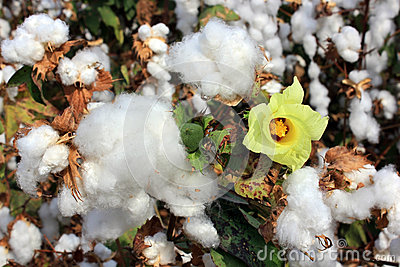 cotton