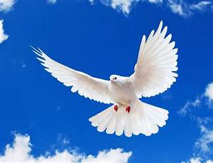 dove2