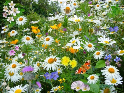 daisy