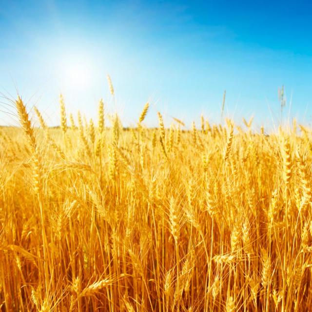 wheat