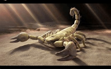 scorpion