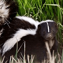 SKUNK