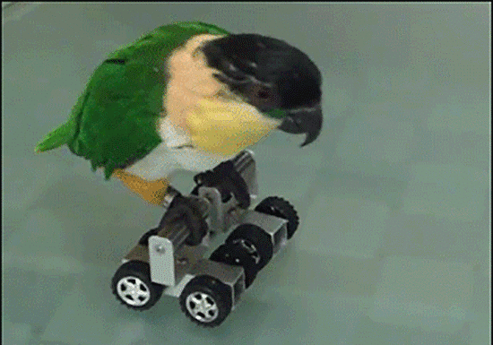 38a037e15eb22a17_skates1.gif.xxxlarge