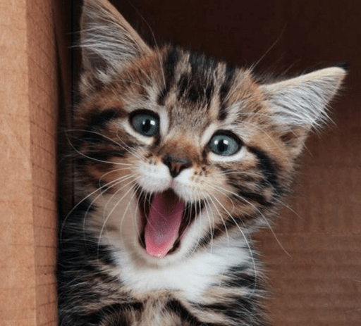 cat smile