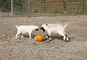 goats4