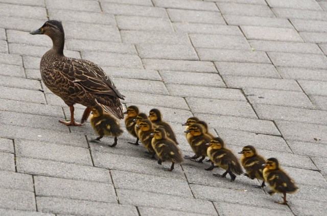 baby-ducks-following-mother_8