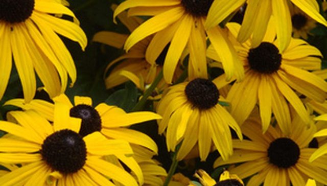 blackeyedsusans