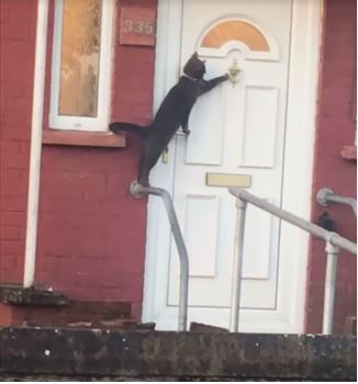 cat7