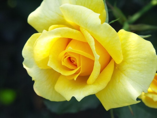 yellowrose