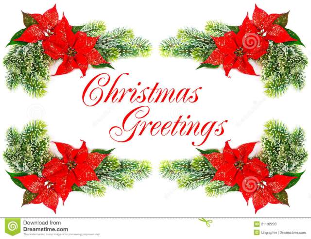 red-poinsettia-christmas-flowers-21132233