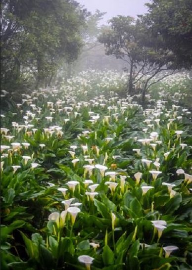 field-of-lilies