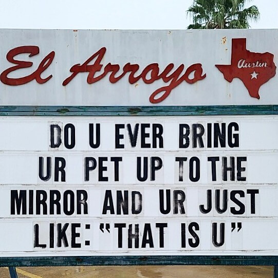 Introducing Your Pet to Himself